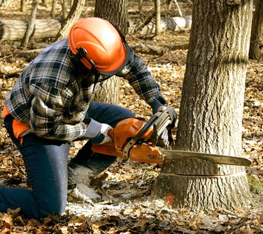 Tree Removal in Buchanan, VA
